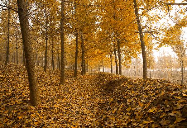 ���\�C����ӭ�����¡�������ʲô�ɫ�ģ�