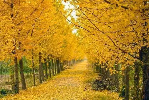 ���\�C����ӭ�����¡�������ʲô�ɫ�ģ�