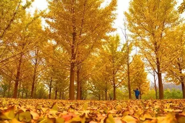 ���\�C����ӭ�����¡�������ʲô�ɫ�ģ�