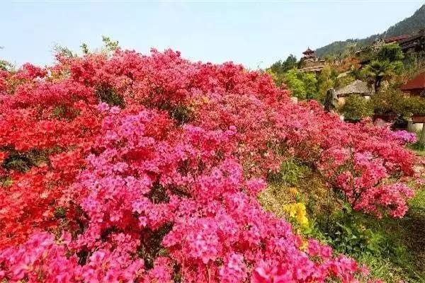 ���\�C����ӭ�����¡�������ʲô�ɫ�ģ�