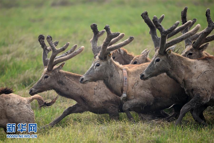 �����l(xi��ng)���c����1������Ұ����ֲ���գ�16�^��¹���N�Św��ͥ��