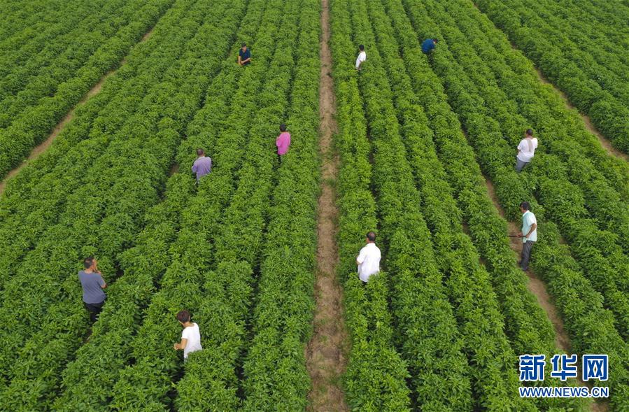 (經濟)(1)河北衡水:小辣椒開啟致富新路徑