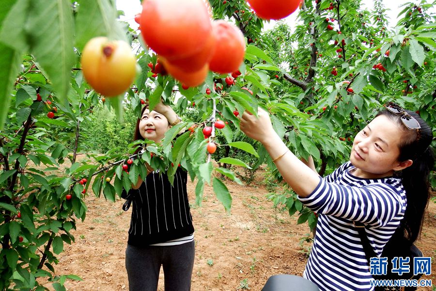 河南新安溝域經濟帶火櫻桃產業 河南新安溝域經濟帶火櫻桃產業