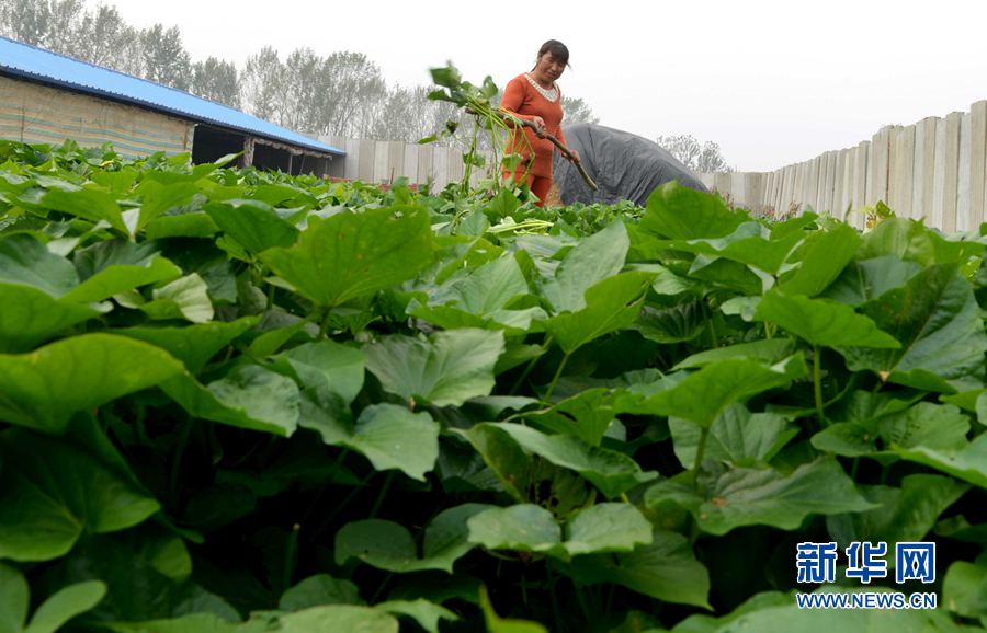 貧困夫妻養牛記 貧困夫妻養牛記