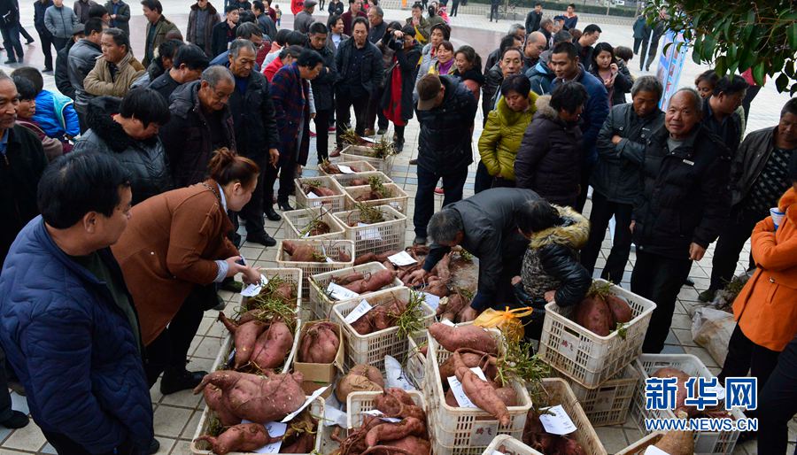 紅薯“打擂”,重者為王 紅薯“打擂”,重者為王