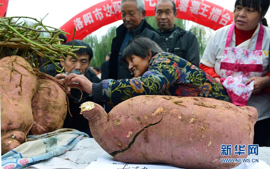 紅薯“打擂”,重者為王 紅薯“打擂”,重者為王