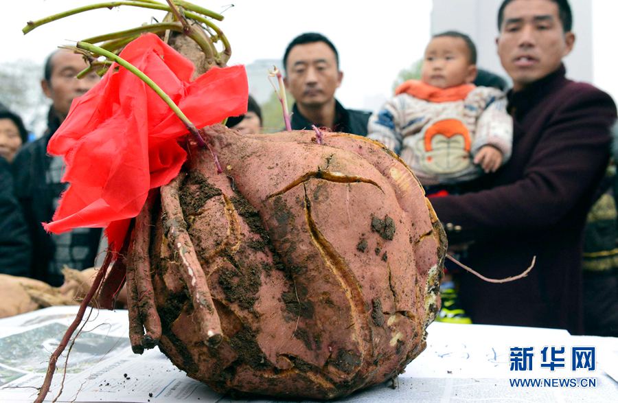 紅薯“打擂”,重者為王 紅薯“打擂”,重者為王