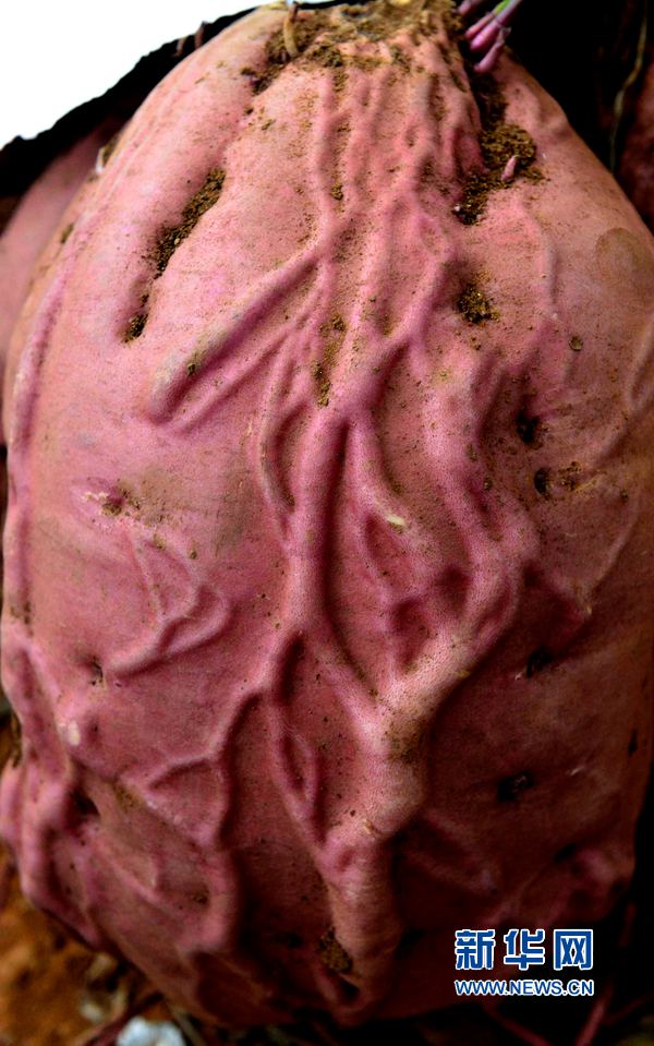 紅薯“打擂”,重者為王