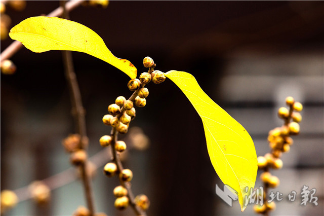 12��26�գ��ں������w��ԭ���ﾰ�^��ԭ����Ĕz��Ϟ÷��