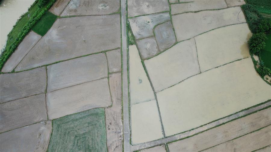 (防汛抗洪)(2)湖南桑植受強降雨影響 農作物大面積受災