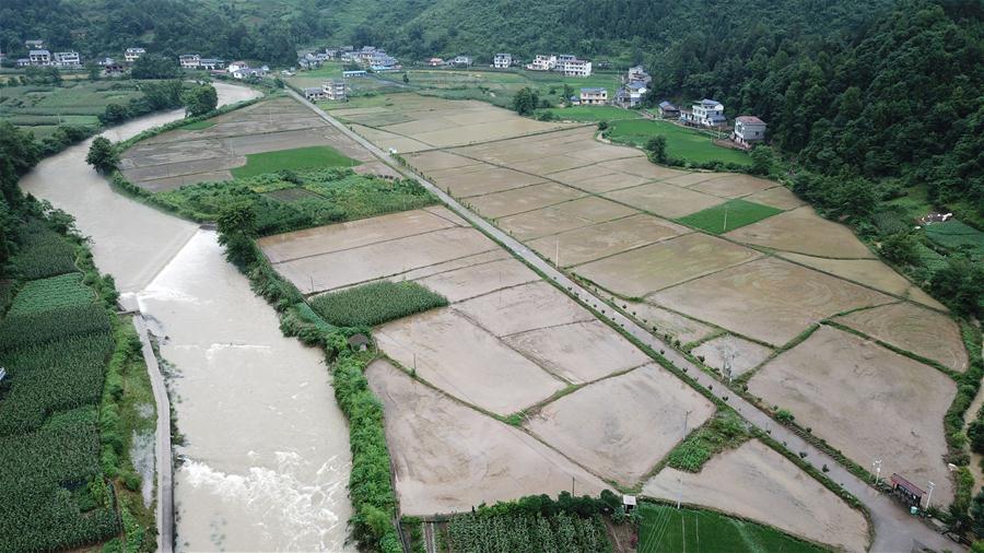 (防汛抗洪)(5)湖南桑植受強降雨影響 農作物大面積受災
