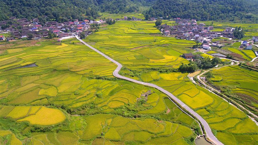 #(社會)(5)豐收在望