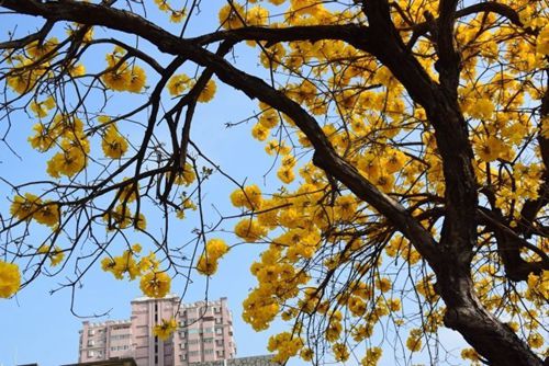 �p���� �_(t��i)���S���L(f��ng)�ľʢ�_�Ҵ�����Ļ