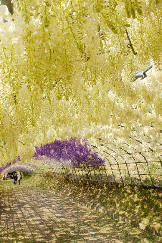 ������֪���ĸ��� �����ɾ�ʮ������ʥ��