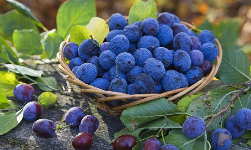 �X�׽������ˣ�����@15�N��Ȼʳ������a�X��