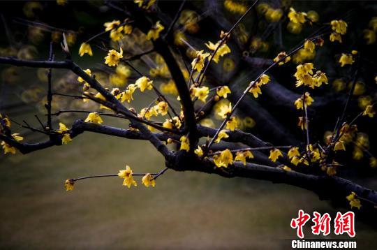 �Ͼ��ɽ�L(f��ng)���^(q��)��(n��i)��Ϟ÷��÷�����p÷���G�����������ա���÷�� �z