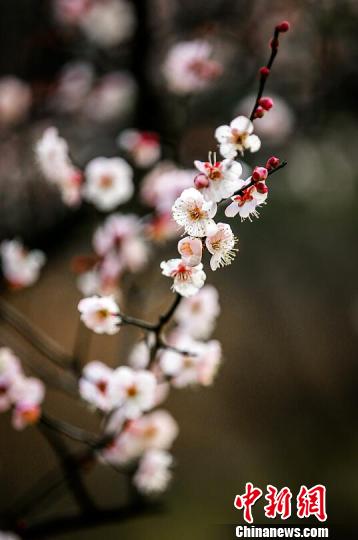 ������²��_(k��i)��÷������������ͺ������ţ���¶�ҷ�����÷�� �z