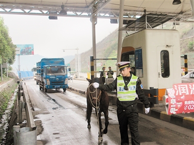 駿馬上高速路奔跑逾1小時(shí)