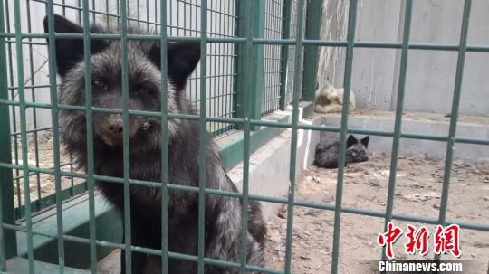 ���֫@�ȵķ����������ڱ�����Ұ��������o���Ľ��ܿ�����B��Ŀǰ�ѱ��ͻ�ԭ�Bֳ�����D���ڸ��x�\��ĺ�؂�����Ǻ��� �z