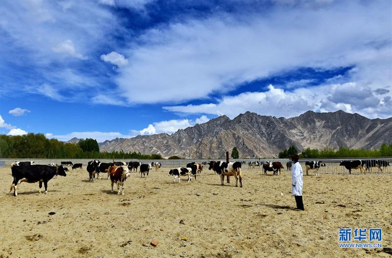 養殖奶牛助民增收